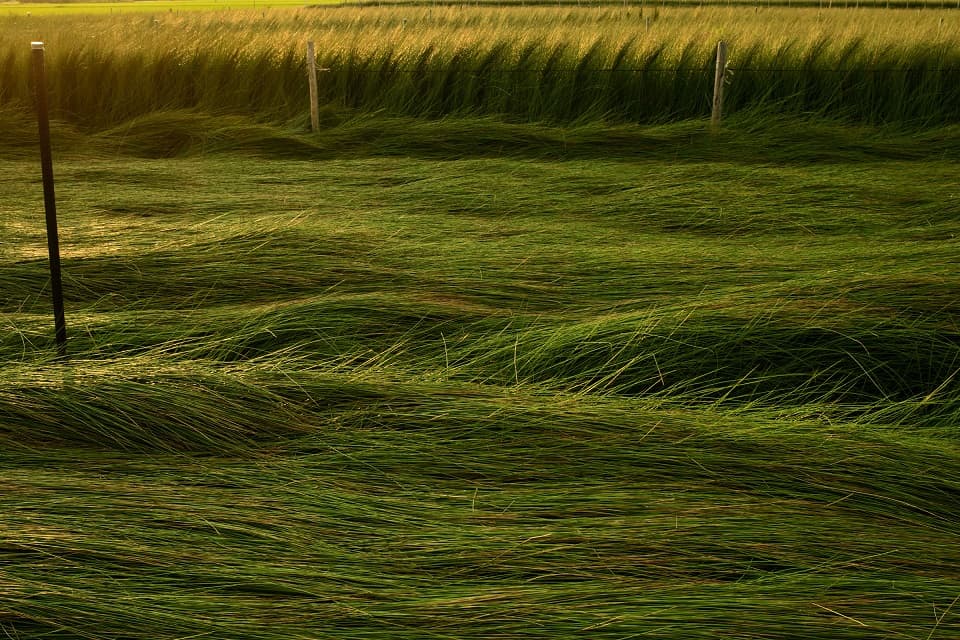 Igusa (rush grass) growing in a wetland field, capturing the natural environment where this traditional Japanese plant thrives.