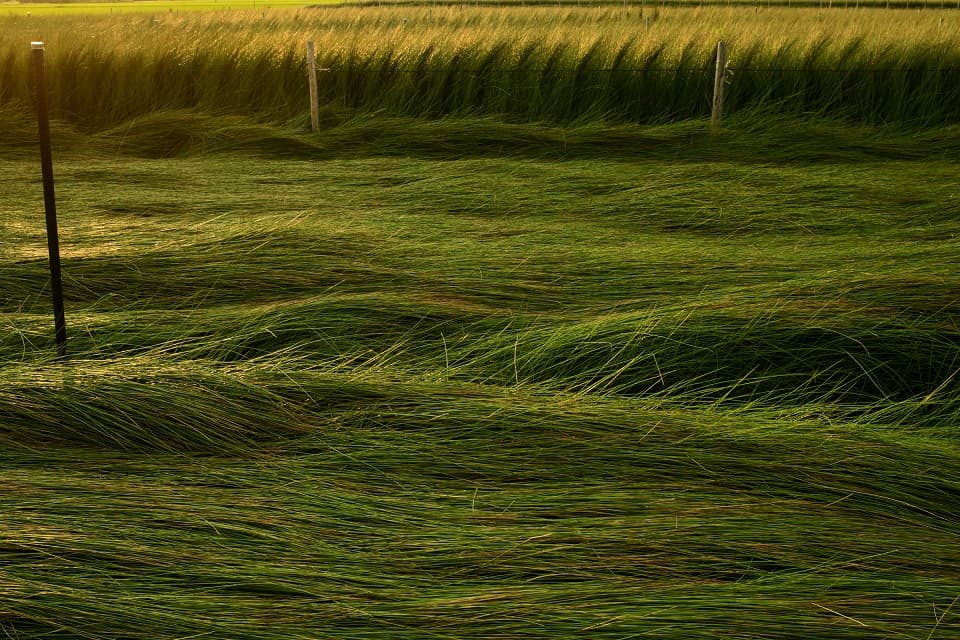 Igusa (rush grass) growing in a wetland field, capturing the natural environment where this traditional Japanese plant thrives.